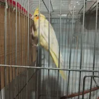 سلام ،یک جفت عروس هلندی مولد مست وسرحال|پرنده|قائمشهر, |دیوار