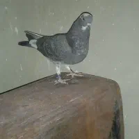 کفتر پرشی شهریار