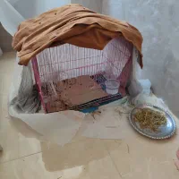 خرگوش|موش و خرگوش|کرمانشاه, |دیوار