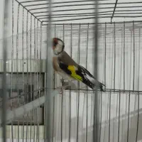 سهره|پرنده|شیراز, برمشور علیا|دیوار