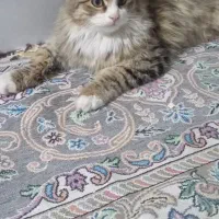 واگذاری گربه|گربه|مشگین شهر, |دیوار