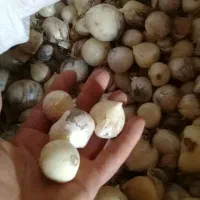 موسیر|گل و گیاه طبیعی|زنده رود, |دیوار