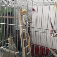 عروس هلندی نر و ماده|پرنده|شیرگاه, |دیوار