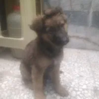 توله ژرمن دو ماه ماده