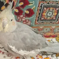 فروش عروس هلندی ماده