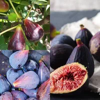 بلوبری کیوی نارنگی گیلاس انجیر انگور توت|خدمات باغبانی و درختکاری|تبریز, |دیوار