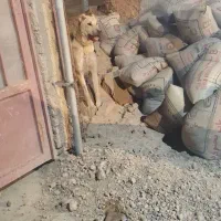 سگ گم شده|حیوانات|بجنورد, |دیوار