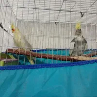 جفت عروس پاریس