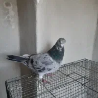 کفتر غریب گیری هما و پلاکی نامه بر