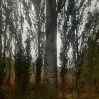خریدار چوب صنوبر قره گواخ ضایعات درختان میوه
