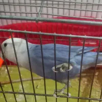 پرنده.کوتوله
