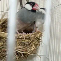 فنچ خارجی|پرنده|شریفآباد, |دیوار