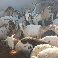 کهره گیسه بز خود بندرعباس با قصابی رایگان|حیوانات مزرعه|بندرعباس, |دیوار