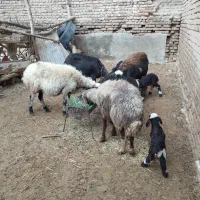 میش بره ۴عدد(بره نر)