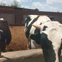 سه تا گاو