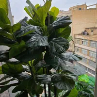 باکس گل گیاه نمای ساختمان اداری اجرای فلاور باکس|گل مصنوعی|تهران, بروجردی|دیوار