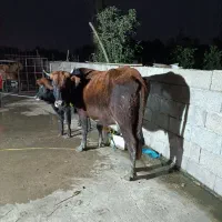 گاو با گوساله نر