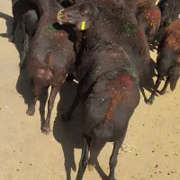۳۷عددمیش