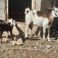 سلام بز دوقلو