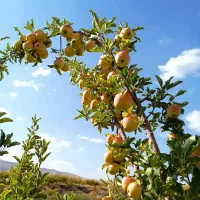 فروش سیب درجه یک لهدراز با بهترین کیفیت و قیمت|خوردنی و آشامیدنی|گندمان, |دیوار