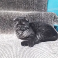 گربه خونگی و اصیل ایرانی