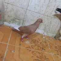دوتا نر بهره ایی سرخ با بهره ایی زرد