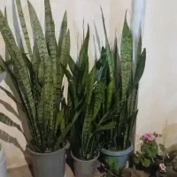 گل وگیاه