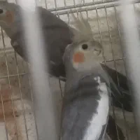 جوجه عروس کاملا دونخور 4 ماهه