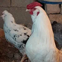 مرغ وخروس محلی اصیل وگلین|حیوانات مزرعه|مرودشت, نقش رستم|دیوار