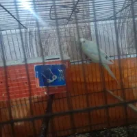 یک جفت  مرغ عشق جوان ریمو رنگین کمانی|پرنده|اندیمشک, |دیوار