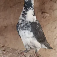 کفتر|پرنده|دلیجان, |دیوار