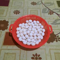 تخم کبوتریاکفترتازه وسالم بدون نطفه بروز پرنده