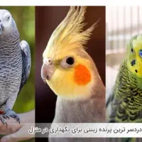 راهنمای درمان و نگهداری اصولی پرندگان|فعالیت داوطلبانه|اصفهان, نقش جهان|دیوار