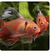 تترا جواهری باله بلند|ماهی|اردبیل, |دیوار