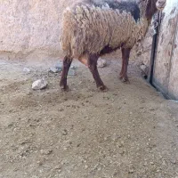 میش پورشیر بضمانت