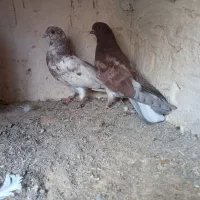 کبوتر نوک ریز چشم زرد