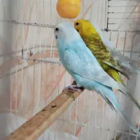 6 عدد مرغ عشق فروشی زیر قیمت