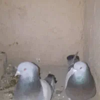 یک جفت سوسنی بازیکن سینه ترنجی