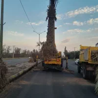 شرکت نخل ارگ بم