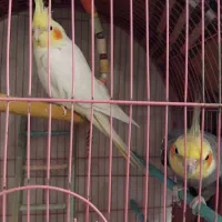 فروش یک جفت عروس هلندی مولد + جوجه و قفس