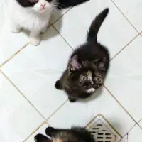 رستمی ۴۴|گربه|مشهد, محمدآباد|دیوار