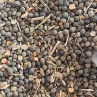 فروش قارادنه(سیاه دانه)