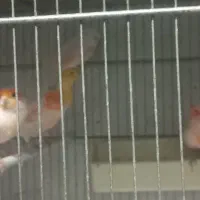 قناری موزاییکی غده ای