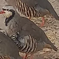 بلدرچین کوهی و پرورشی