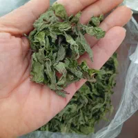 نعنا خشک وپودر سیر