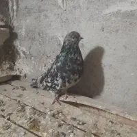 کفتر نوک ریزسرور