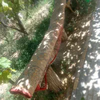 فرش