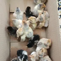 جوجه مرغ و خروس ویاندوت وارداتی کلکسیونی