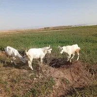 بزغاله نر سانن چپیش سانن|حیوانات مزرعه|نیر (اردبیل), |دیوار