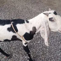 فروش بز اصلی پنجاب